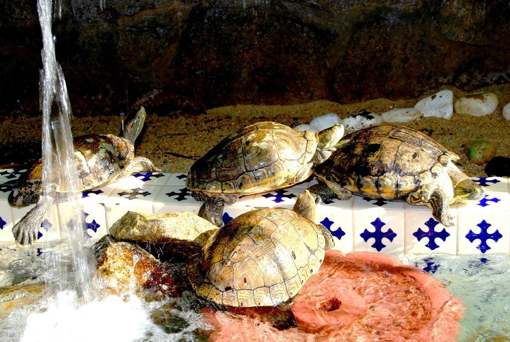 Hotel Acapulco Tortuga Kültér fotó